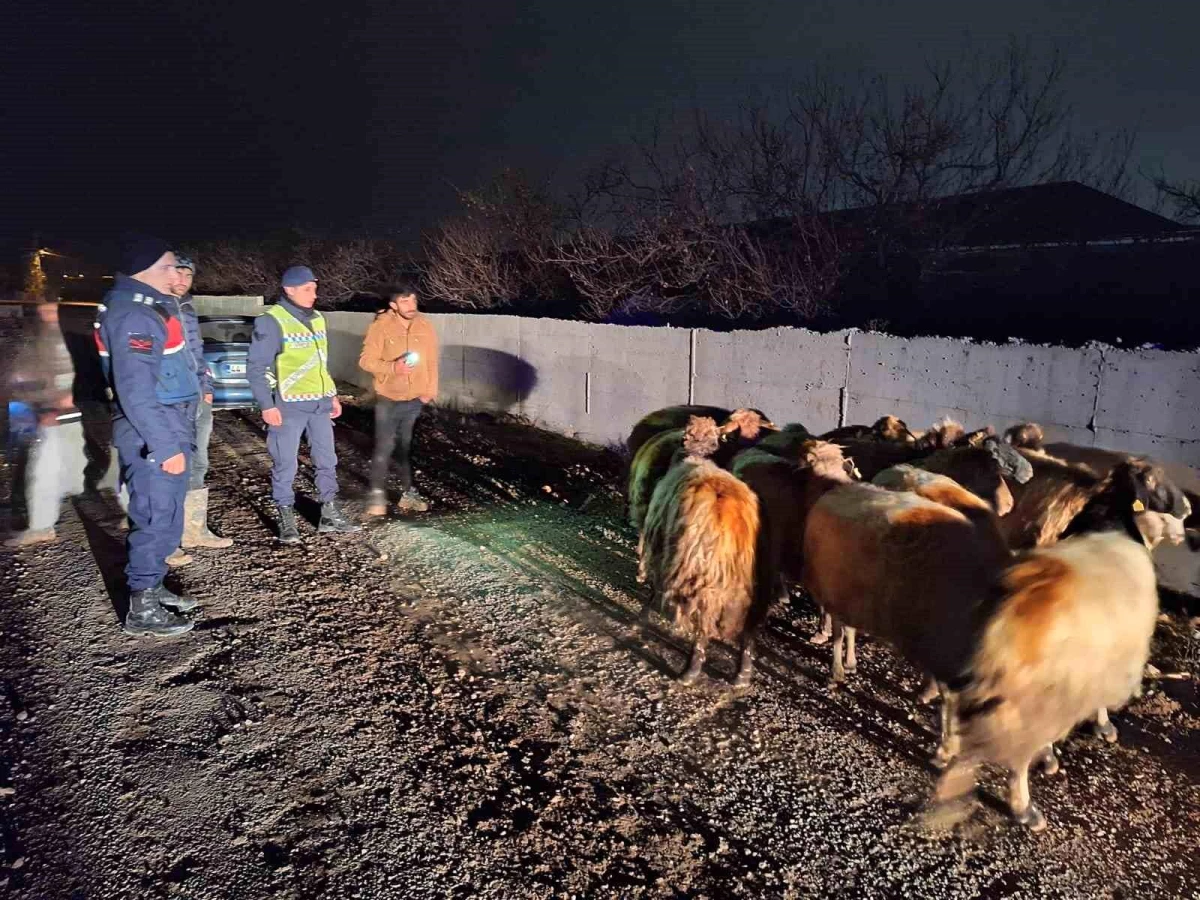 Malatya'da kayıp koyunlar jandarma tarafından bulundu